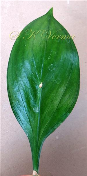  Cladode (Abaxial view)
